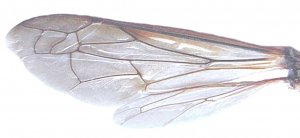 Гастер суды