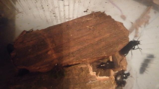 У меня буквально ТЕРАРИУМ с жучароми был😅