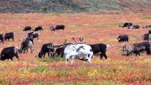 На краю земли - Евразии.