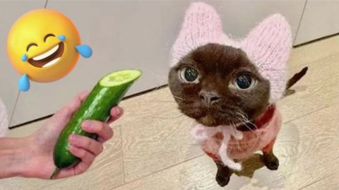 Лучшие смешные видео с кошками и собаками Видео приколы с животными