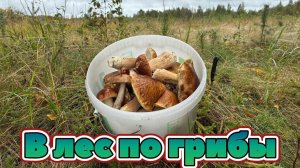 В лес по грибы!