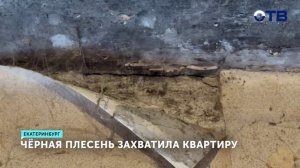 Половина квартиры оказались под слоем плесени