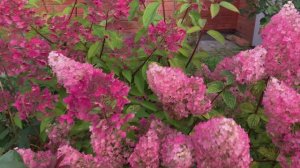 Сад - Гортензии Розы 05.09.25. Дача