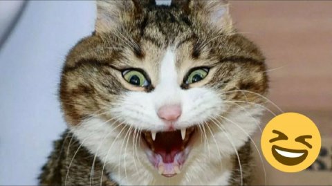 СМЕШНО ДО СЛЕЗ 😹😍 СМЕШНЫЕ КОТЫ, ЛУЧШИЕ ПРИКОЛЫ С КОТАМИ, СОБАКАМИ КОШКИ,СОБАКИ , ЖИВОТНЫЕ 🥰