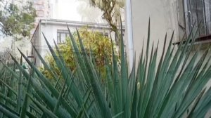 ГАГРА В ДЕКАБРЕ