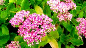 Очиток на клумбе