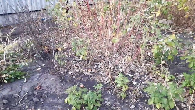 Убираюсь в саду