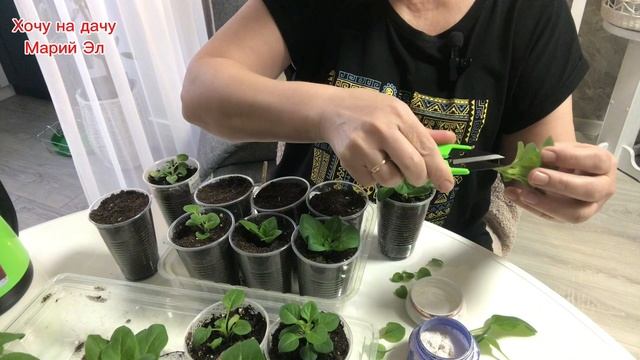 Петуния из самосева , черенкую