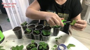 Петуния из самосева , черенкую