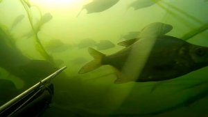 Очередная стая лещей и выстрел по крупному лещу.