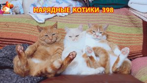 Нарядные Котики расслабляются на солнышке 🌞 🐈🐈🐈 (398)
