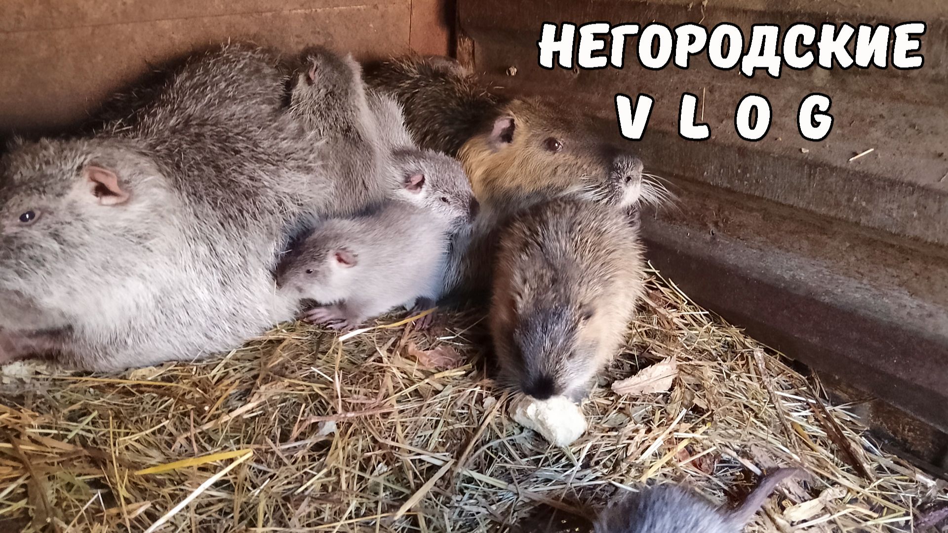 НУТРЯТАМ уже сухари подавай! 09.12.25