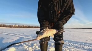 Проверка удочек. 14 день.