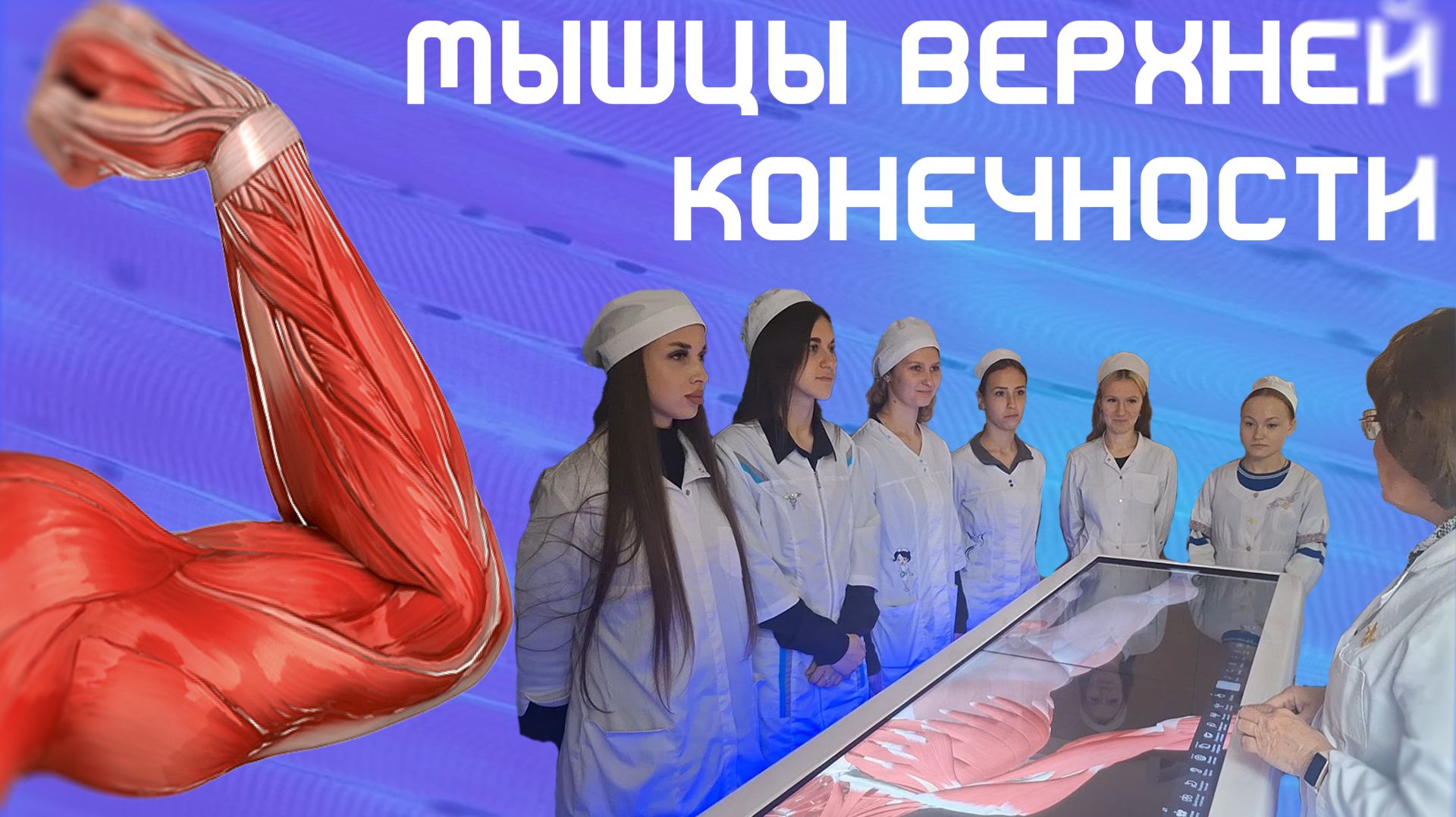 Анатомия мышц верхних конечностей - ЛЕКЦИЯ