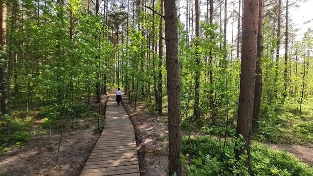 2025.06.04. Сестрорецкое болото. Ч.2