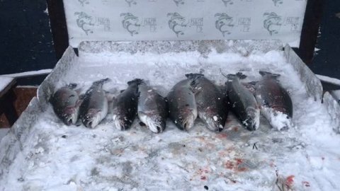 итоговый улов форели