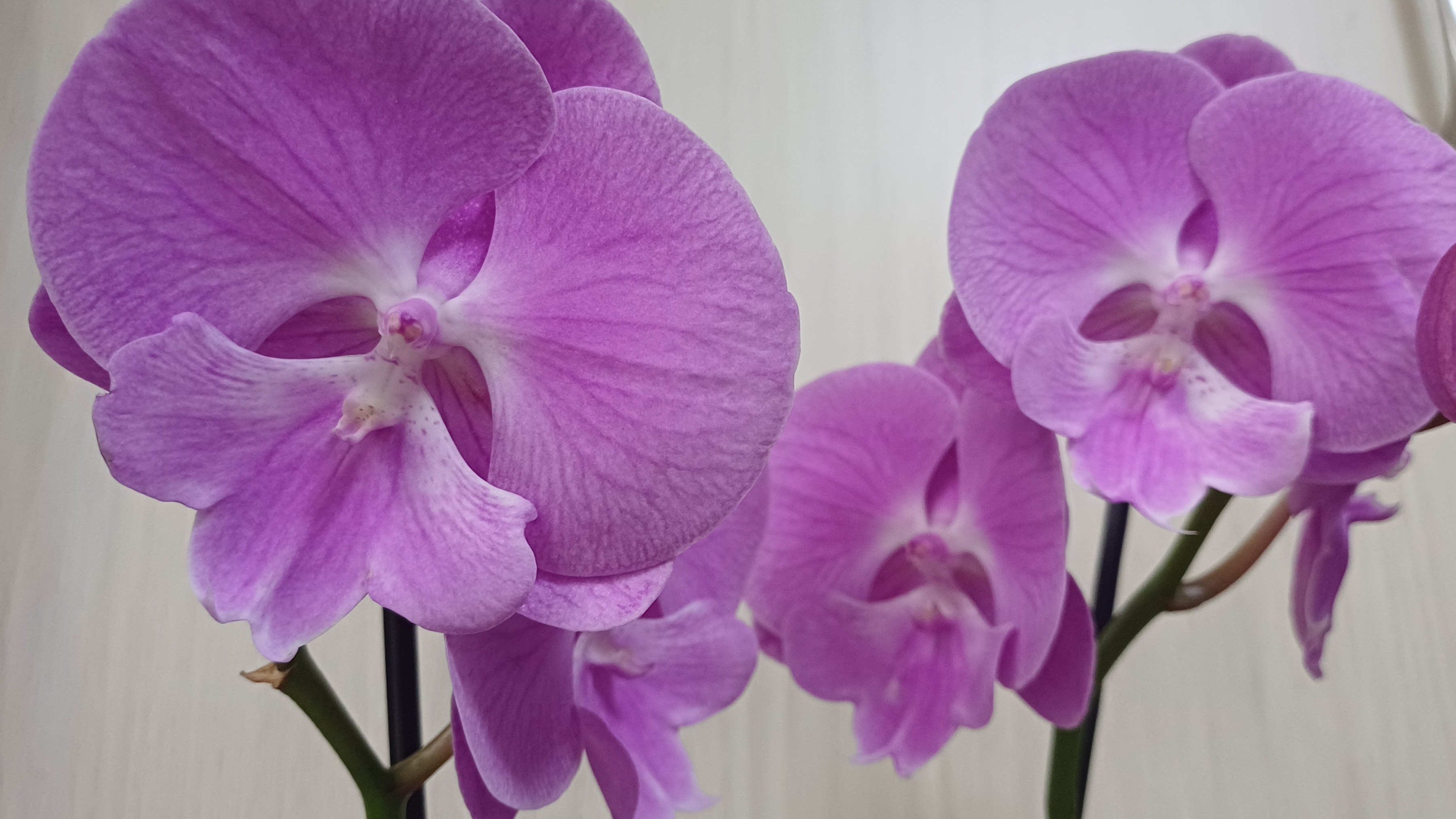 Комнатные растения🌸🌿🌸🌿🌸 Орхидея для настроения🤗