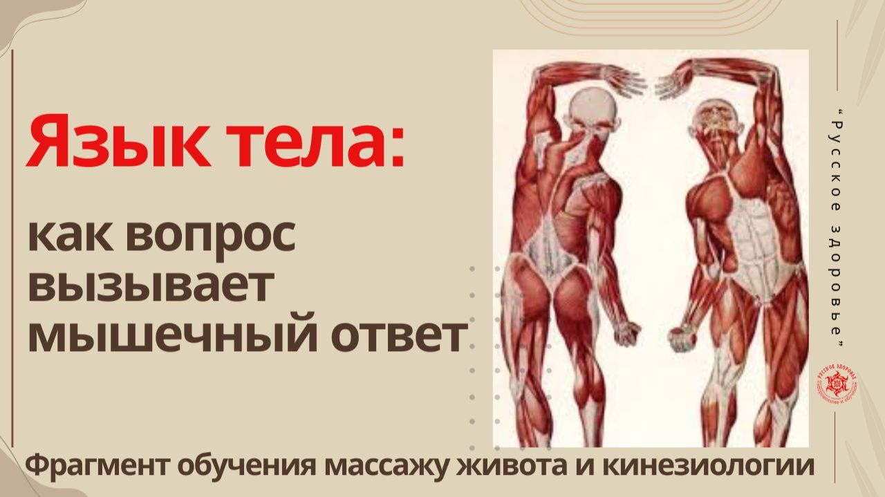 Язык тела: как вопрос вызывает мышечный ответ. Фрагмент обучения кинезиологии и массажу живота.