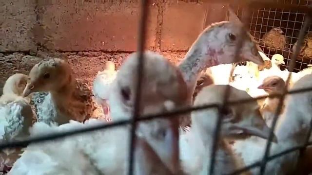 Подращиваем индюшат. Часть 2, с 10дней до 2х месяцев