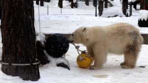 Белка достала шары из бассейна и утащила их играть к гамаку..