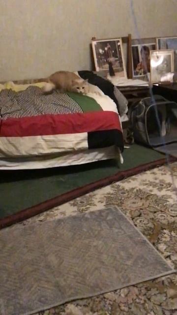 Санкт-Петербург. 12.12.2025. Котенок Персик атакует из засады