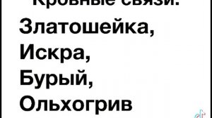 Угадай кота воителя! Пишите в комменты↓