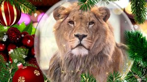 Конкурс в группе ВК "Лев Шерхан и его друзья." С наступающим Новым годом, друзья!