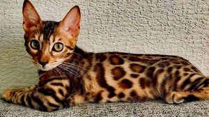 Кот бенгал. Хочу забрать