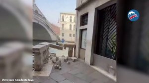 Женщина угнала лодку и столкнулась с мостом в Венеции