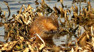 Ондатра прихорашивается