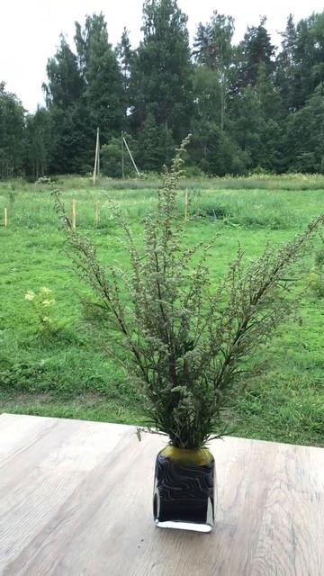 Ленобласть. Хвойное. 21.07.2024. Цветы на даче. Букет из полыни цветущей