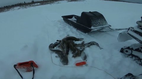 Рыбалка на реке Енисей. Отличный улов.