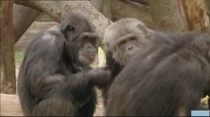 Животные, подобные нам. ПЕРЕВОД. док.фильм