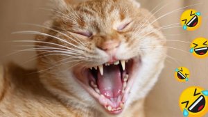 СМЕШНО ДО СЛЕЗ 😹😍 СМЕШНЫЕ КОТЫ, ЛУЧШИЕ ПРИКОЛЫ С КОТАМИ, СОБАКАМИ КОШКИ,СОБАКИ , ЖИВОТНЫЕ 🥰