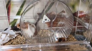 Кратко о содержании #сирийский_хомяк +79215950848