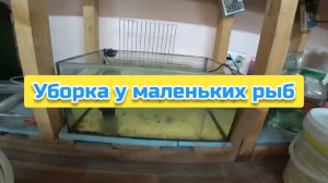 Уборка у маленьких рыб