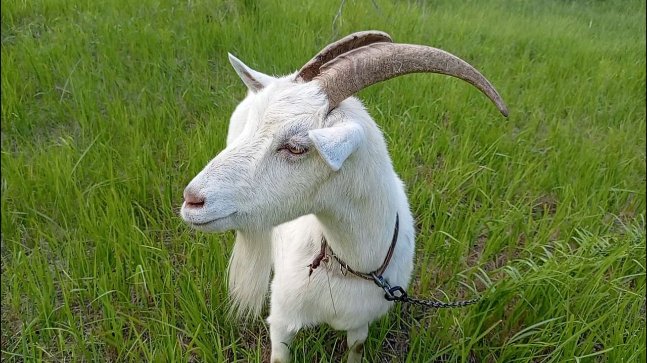 КОЗА 🐐 НА ПРИРОДЕ / ПАСЁТСЯ