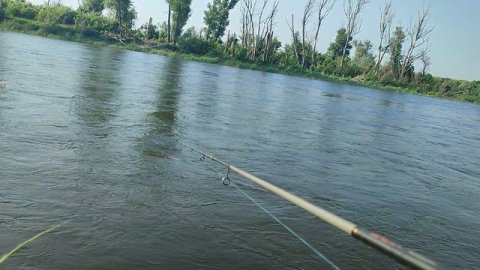 голавль на перекате