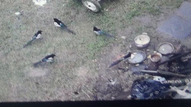 Сороки едят манную кашу  из кастрюли       ПОДПИШИСЬ