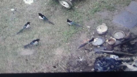 Сороки едят манную кашу из кастрюли ПОДПИШИСЬ