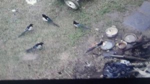 Сороки едят манную кашу  из кастрюли       ПОДПИШИСЬ