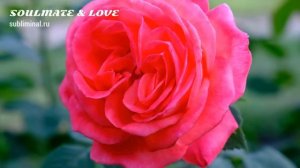 Родственная душа & Любовь (Soulmate & Love)
Привлечь Родственную Душу, Любовь, Возлюбленного.