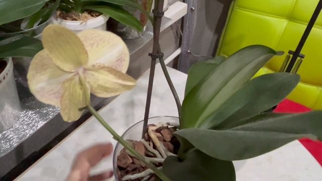 Расцвела шикарная орхидея отцвет