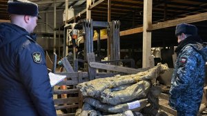 Сто килограммов бивней мамонта и моржа пытался вывезти в Китай житель Хабаровского края