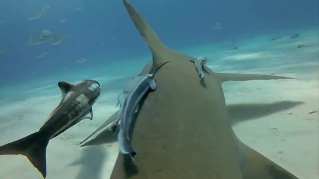 10 ВЕЩЕЙ ПОД МИКРОСКОПОМ, в которые НЕВОЗМОЖНО ПОВЕРИТЬ