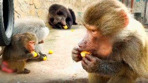 Нарушили груминг гамадрилов мандаринами! Люся набила полные щеки! Не зря гудели медвежьи пчёлы!