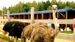 Едим на дачу встретили по пути Страуса.Собачий двор что с ними делать