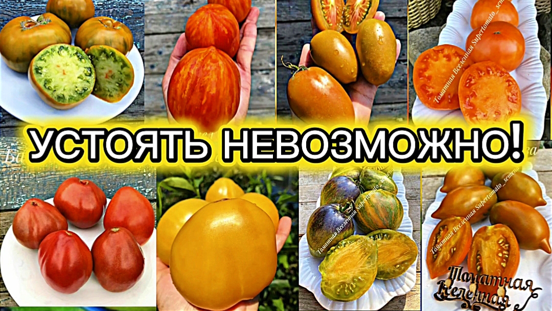 Томаты  на сезон 2026.Перед этими сортами устоять было невозможно! Заказала.😁