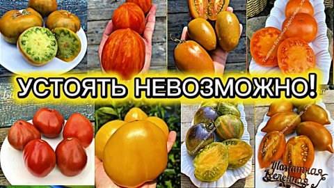 Томаты на сезон 2026.Перед этими сортами устоять было невозможно! Заказала.😁