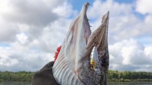 Распаковка посылки с воблером Kosadaka L-Minnow XS 33S